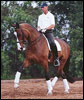 Practical Horseman - February 2005
